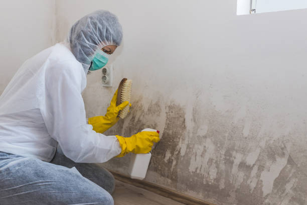 Best Local Mold Removal Service  in Manson, WA