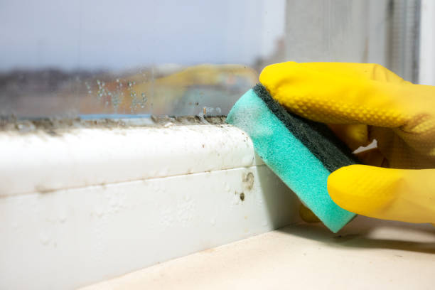 Mold Removal Process in Manson, WA